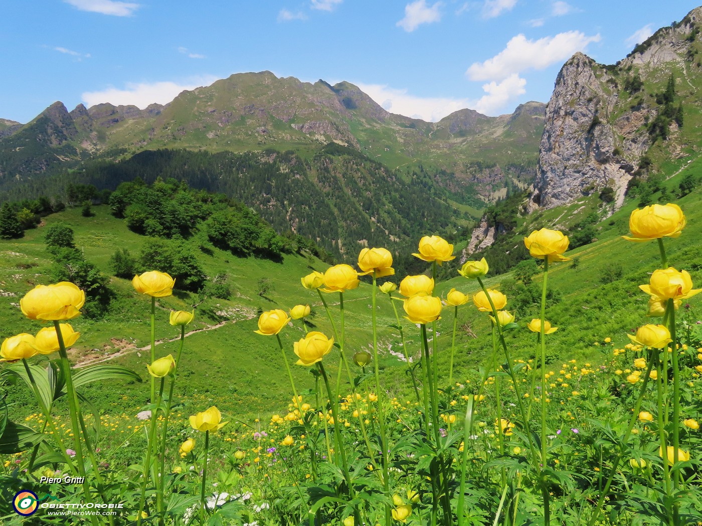 69 Trollius europaeus (Botton d'oro), con vista in Tre Pizzi-Spondone-Torrione Corno Branchino .JPG